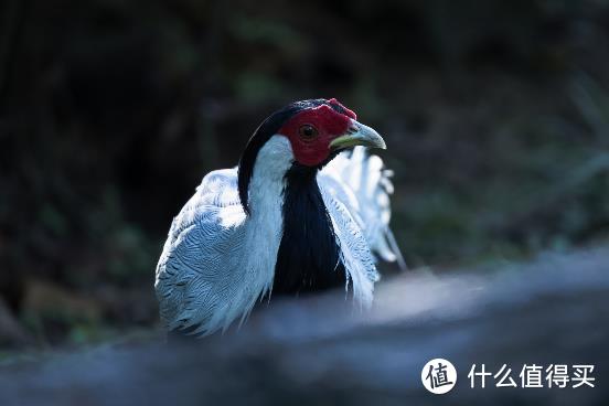 大变焦，轻量级，高画质！佳能RF100-500mm F4.5-7.1 L IS USM评测