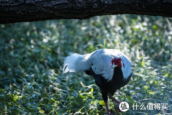 大变焦，轻量级，高画质！佳能RF100-500mm F4.5-7.1 L IS USM评测