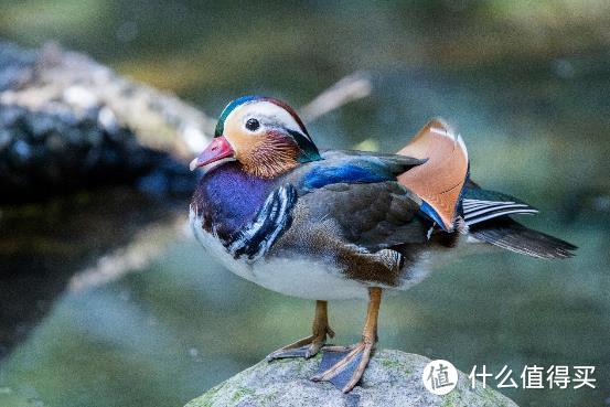 大变焦，轻量级，高画质！佳能RF100-500mm F4.5-7.1 L IS USM评测