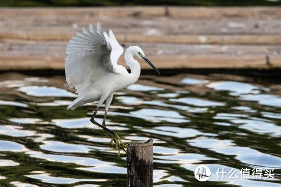 大变焦，轻量级，高画质！佳能RF100-500mm F4.5-7.1 L IS USM评测