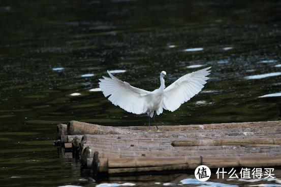 大变焦，轻量级，高画质！佳能RF100-500mm F4.5-7.1 L IS USM评测