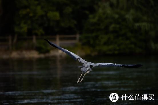 大变焦，轻量级，高画质！佳能RF100-500mm F4.5-7.1 L IS USM评测