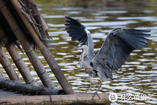 大变焦，轻量级，高画质！佳能RF100-500mm F4.5-7.1 L IS USM评测