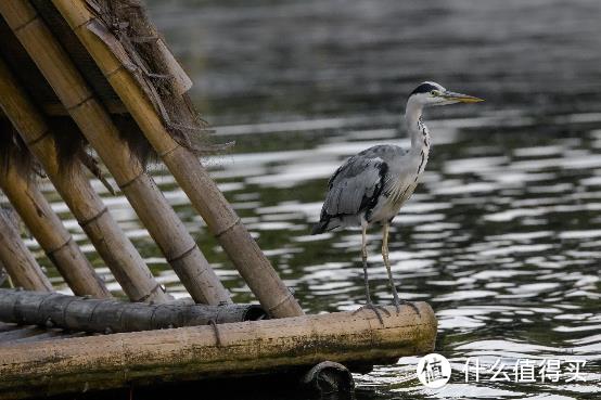 大变焦，轻量级，高画质！佳能RF100-500mm F4.5-7.1 L IS USM评测