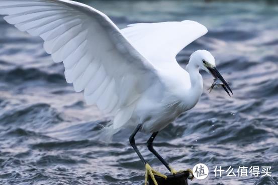 大变焦，轻量级，高画质！佳能RF100-500mm F4.5-7.1 L IS USM评测