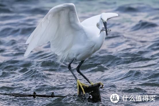 大变焦，轻量级，高画质！佳能RF100-500mm F4.5-7.1 L IS USM评测