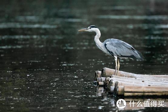 大变焦，轻量级，高画质！佳能RF100-500mm F4.5-7.1 L IS USM评测