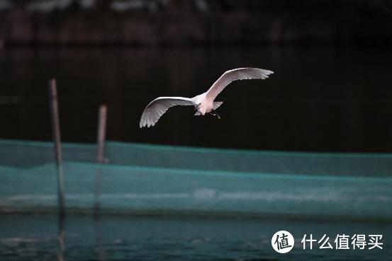 大变焦，轻量级，高画质！佳能RF100-500mm F4.5-7.1 L IS USM评测