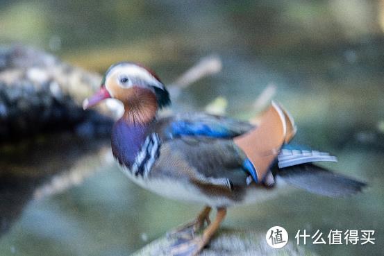 大变焦，轻量级，高画质！佳能RF100-500mm F4.5-7.1 L IS USM评测