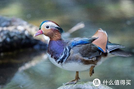 大变焦，轻量级，高画质！佳能RF100-500mm F4.5-7.1 L IS USM评测