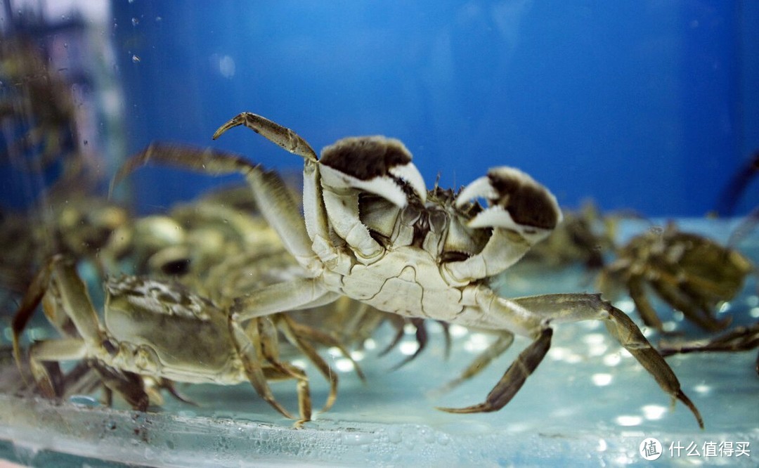 螃蟹吃不完怎么保存？分享4个简单的存储方法，海蟹河蟹各不同
