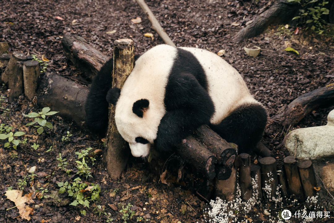 拒绝早起，闲看滚滚 — 成都大熊猫繁育基地懒人游玩攻略