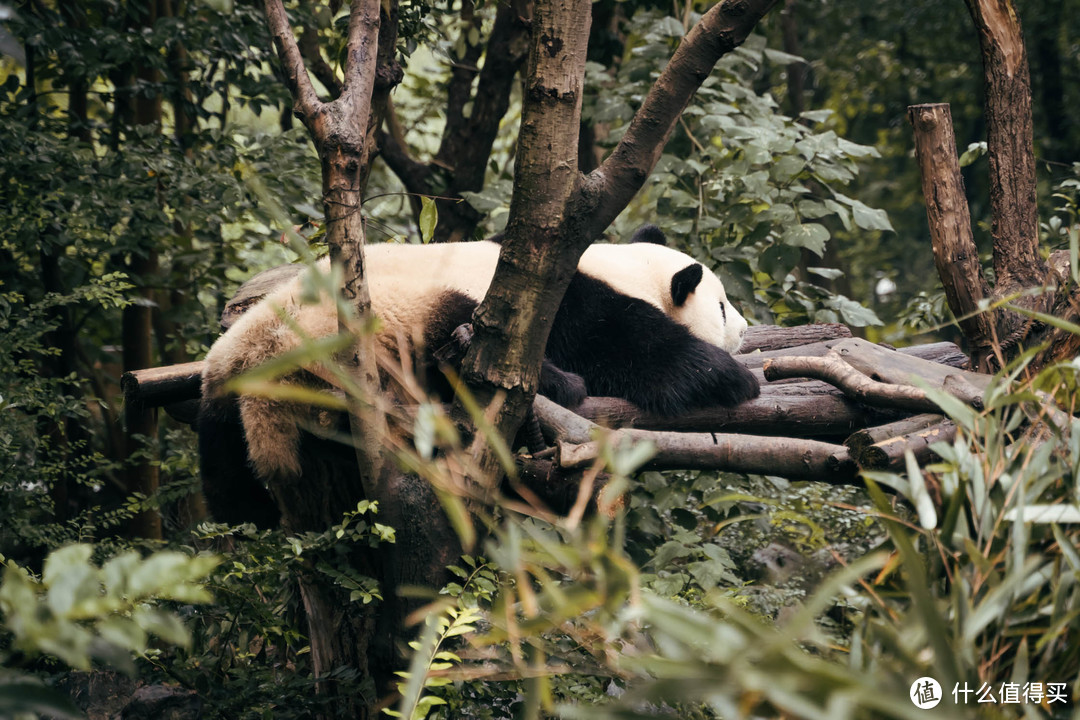 拒绝早起，闲看滚滚 — 成都大熊猫繁育基地懒人游玩攻略