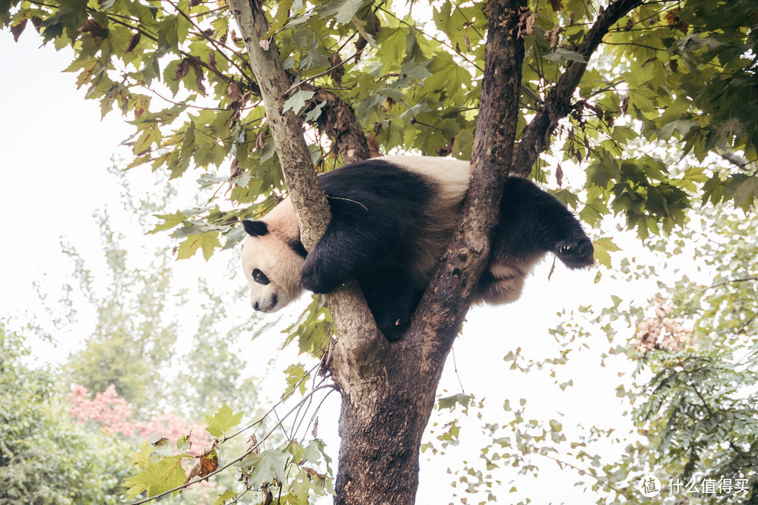 拒绝早起，闲看滚滚 — 成都大熊猫繁育基地懒人游玩攻略