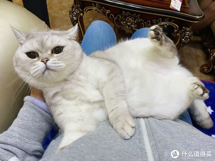 长假马上来临了，猫猫狗狗出门要注意什么呢？