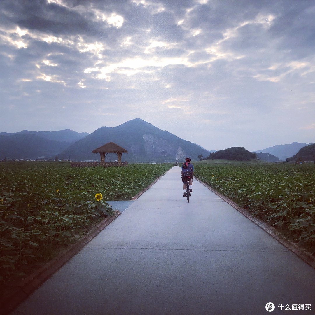 铜鉴湖公园（看起来有向日葵花海）