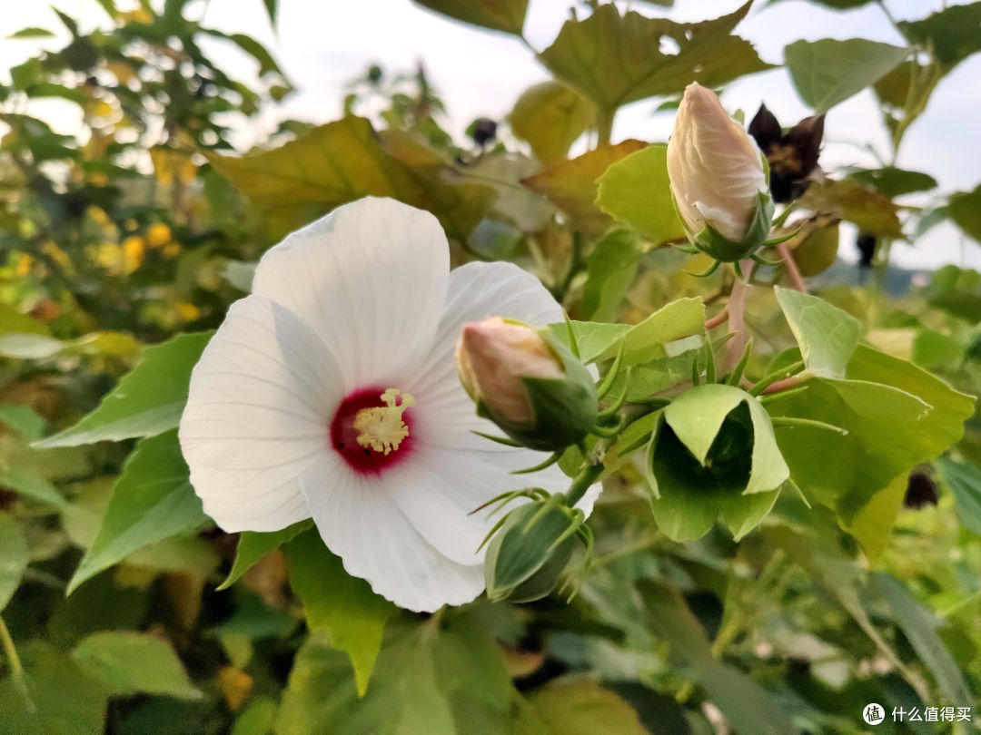 最后的疯狂 深秋时节之大花秋葵 国内其他 什么值得买