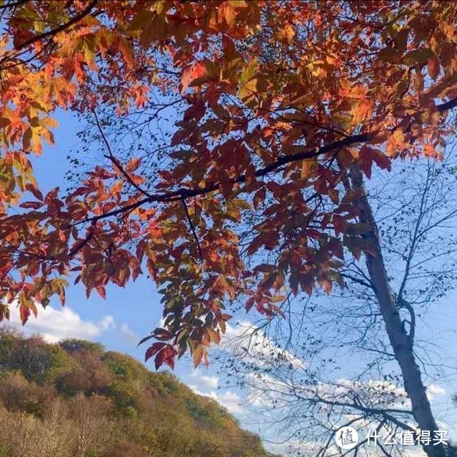 吉祥畅飞卡第11飞，去完青岛看海，再去长春蛟河看红叶谷