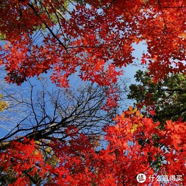 吉祥畅飞卡第11飞，去完青岛看海，再去长春蛟河看红叶谷