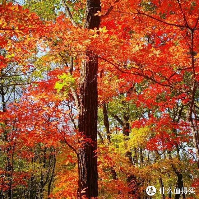 吉祥畅飞卡第11飞，去完青岛看海，再去长春蛟河看红叶谷