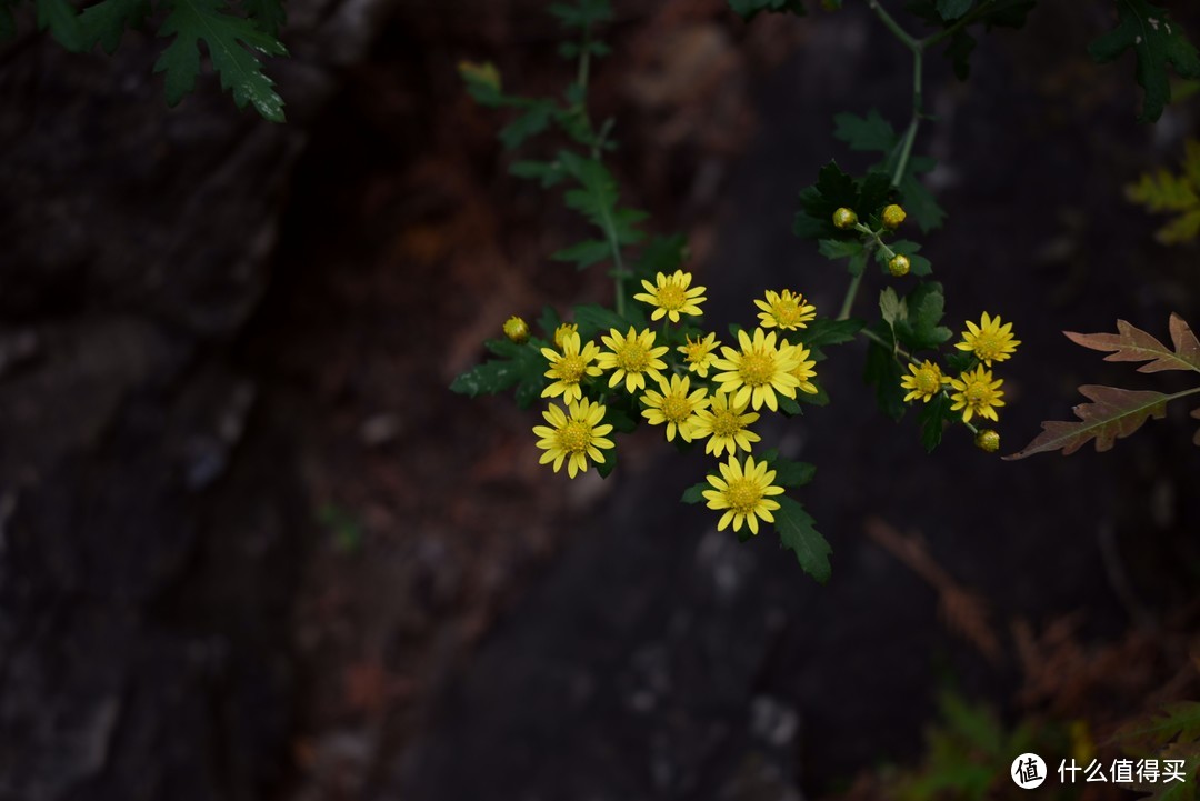 一个手残党的尼康 Z5+尼克尔 Z 24-50mm f/4-6.3 S套装小测