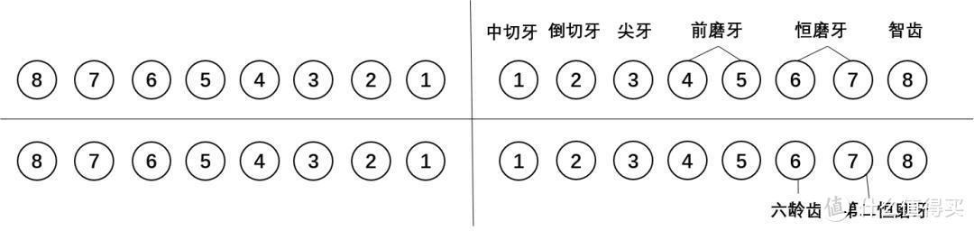 干货：儿童牙齿那点事儿 