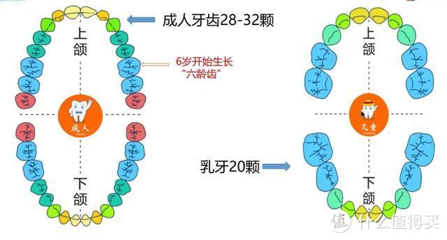 干货：儿童牙齿那点事儿 