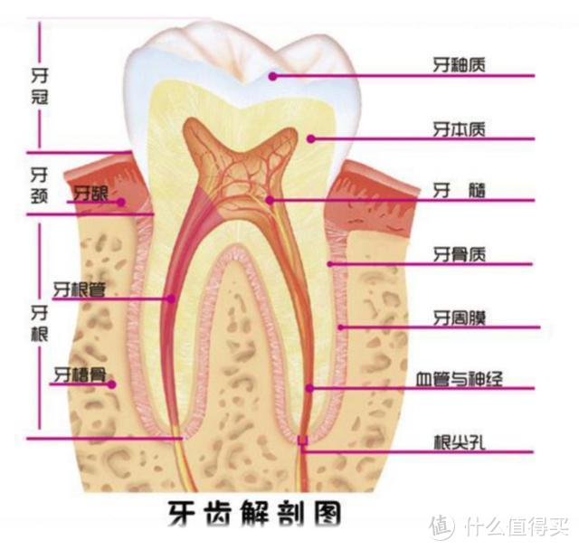 干货：儿童牙齿那点事儿 