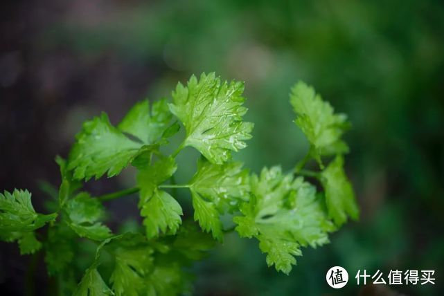 “植物杀手”也能种的6款可食用绿植，最合适中国家庭