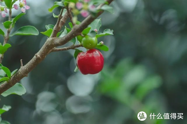 “植物杀手”也能种的6款可食用绿植，最合适中国家庭