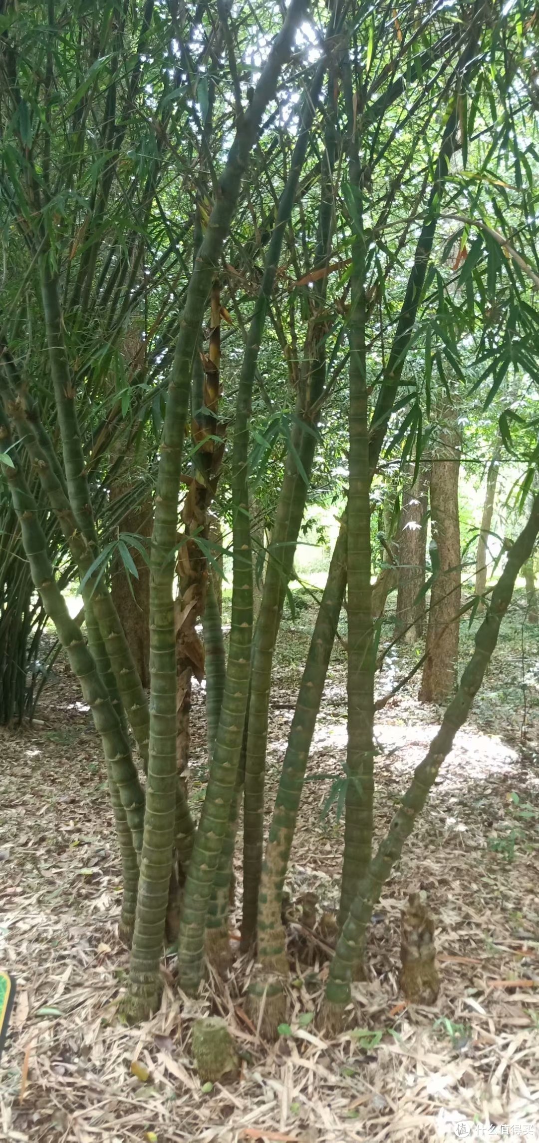 儋州一日游第一站—海南热带植物园