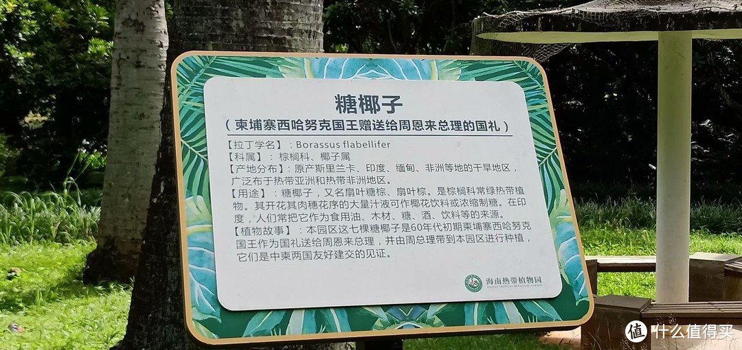 儋州一日游第一站—海南热带植物园