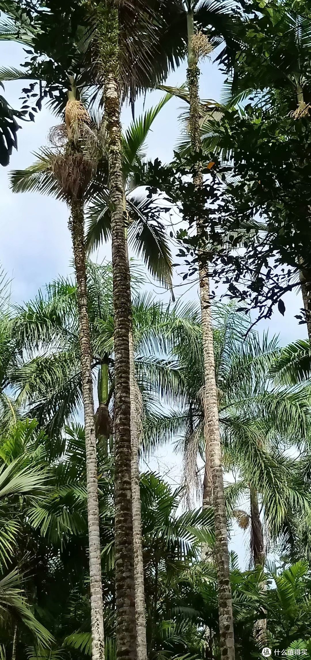 儋州一日游第一站—海南热带植物园