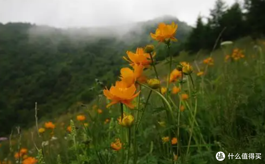 金莲花开，佛曾走过~