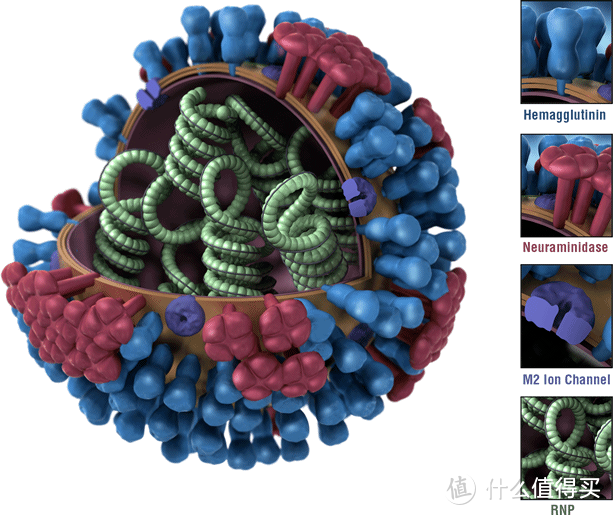 特殊2020年，有关流感疫苗你应该知道的十一个问题