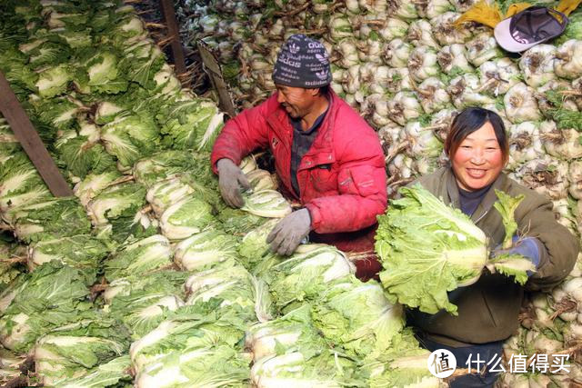 白菜吃不完不好保存，学会这个好办法，放半年不烂