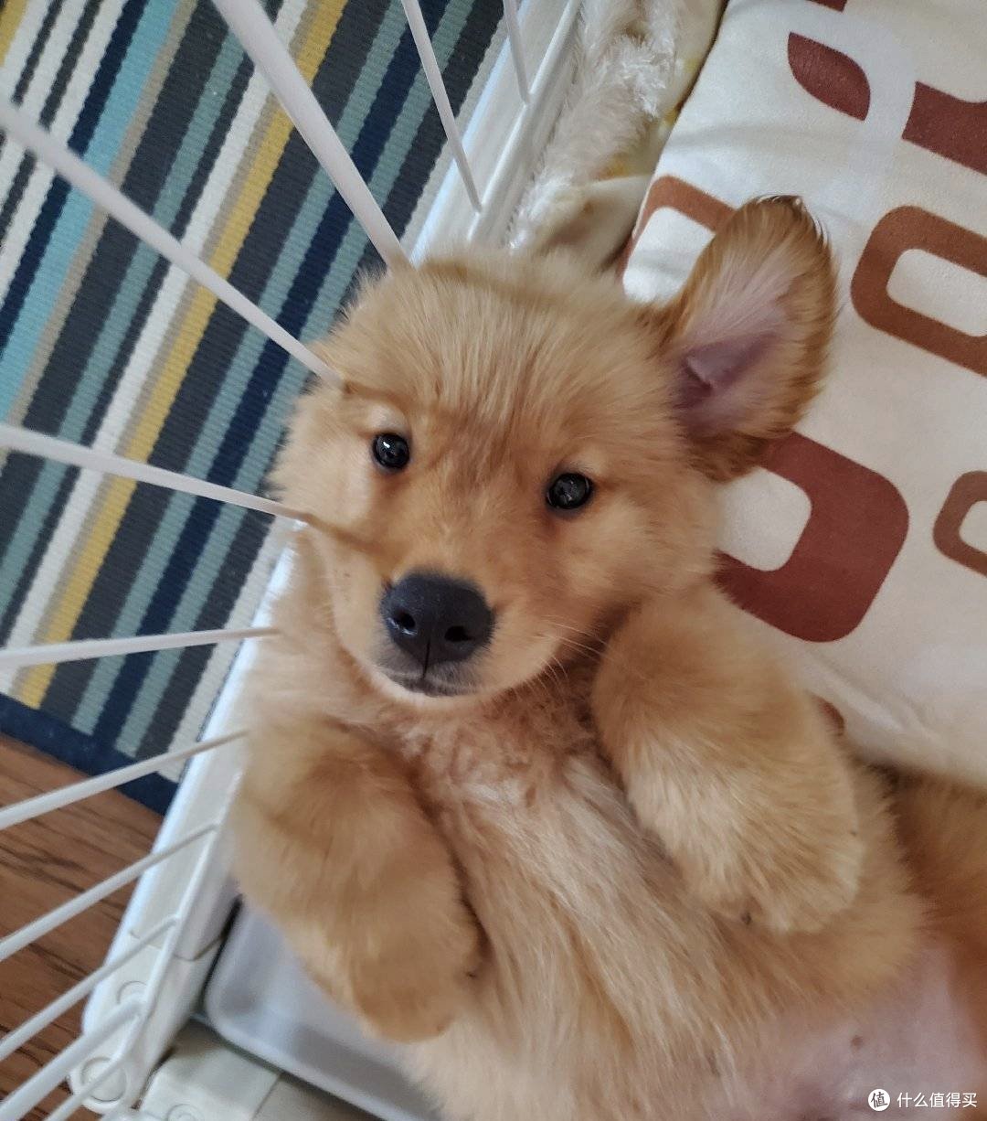 新手养狗攻略指南 养小狗用品清单产品推荐 什么值得买