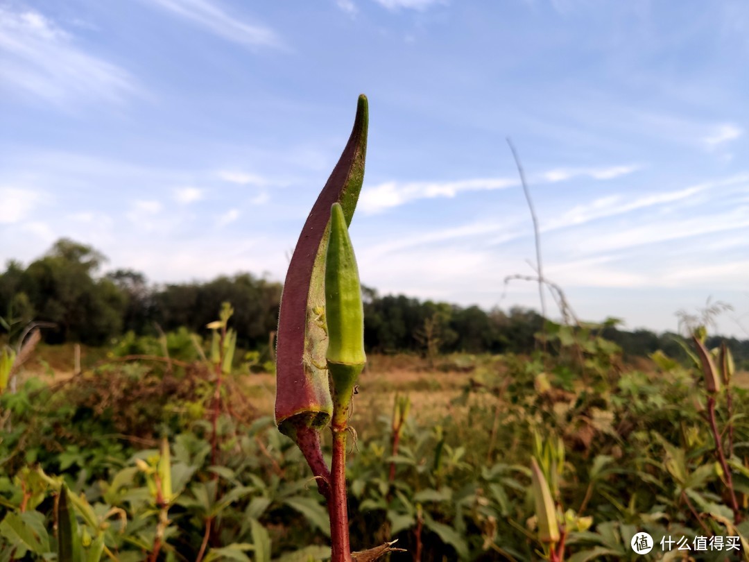 米9手机带您——深秋时节识秋葵