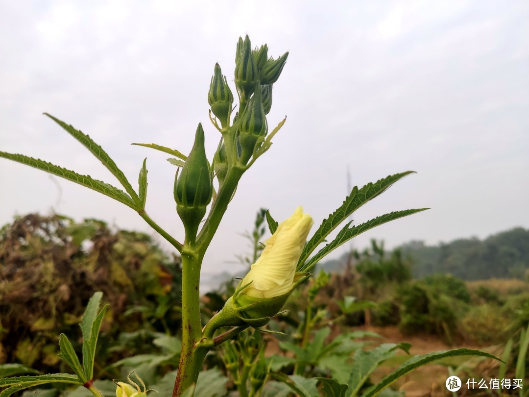 米9手机带您——深秋时节识秋葵