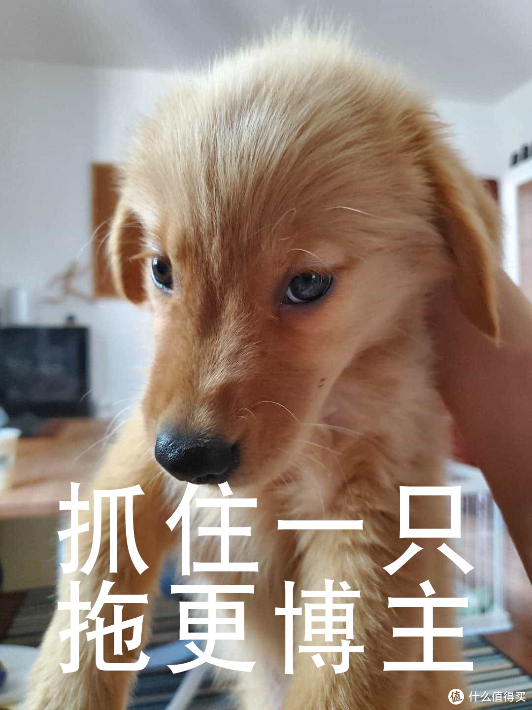 新手养狗攻略指南 养小狗用品清单产品推荐 什么值得买