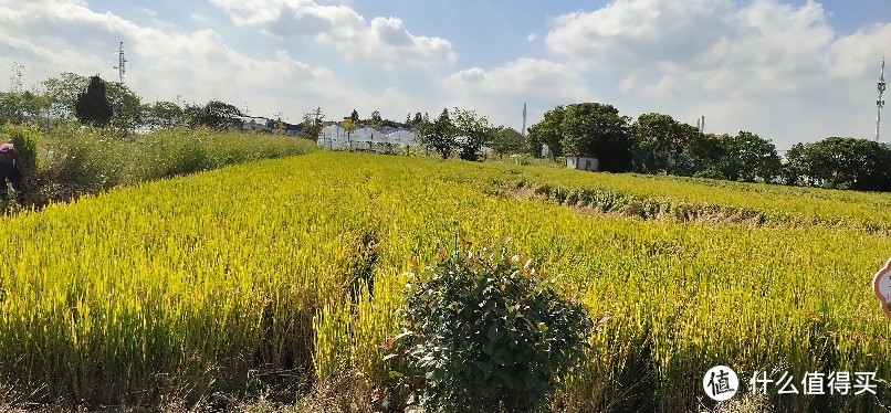 浦江郊野公园游记/一座以森林游憩、滨水休闲为主要功能的近郊都市森林型郊