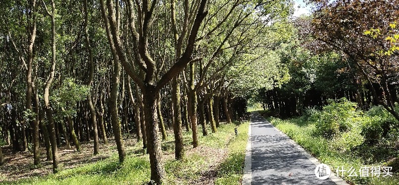 浦江郊野公园游记/一座以森林游憩、滨水休闲为主要功能的近郊都市森林型郊