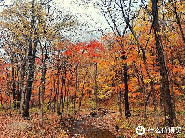 北国秋色，没有游客只有红叶，一座山脉连着一座山脉