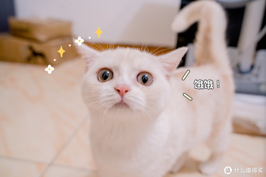 DIY自制猫爬架｜贫穷家庭200元采购PVC水管+麻绳