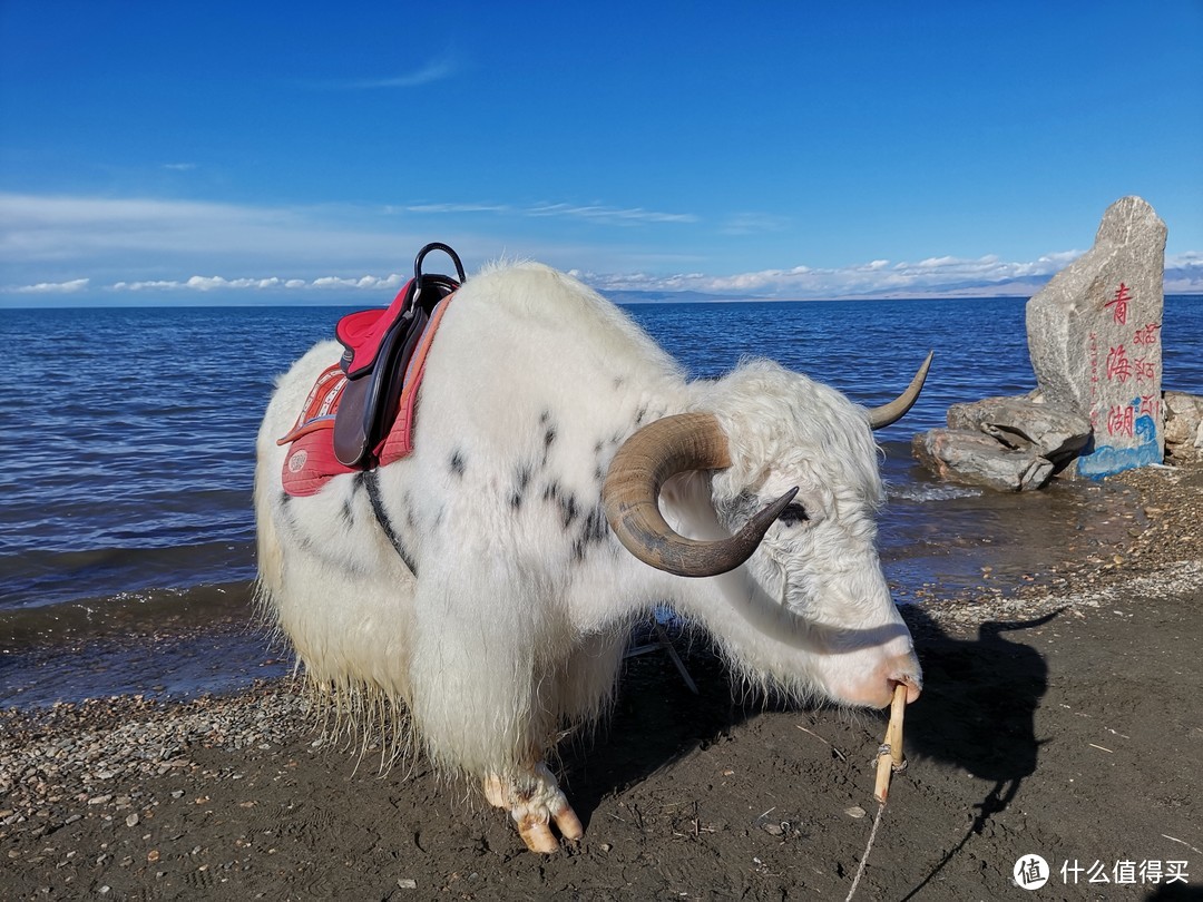 青海湖边上班的白牦牛