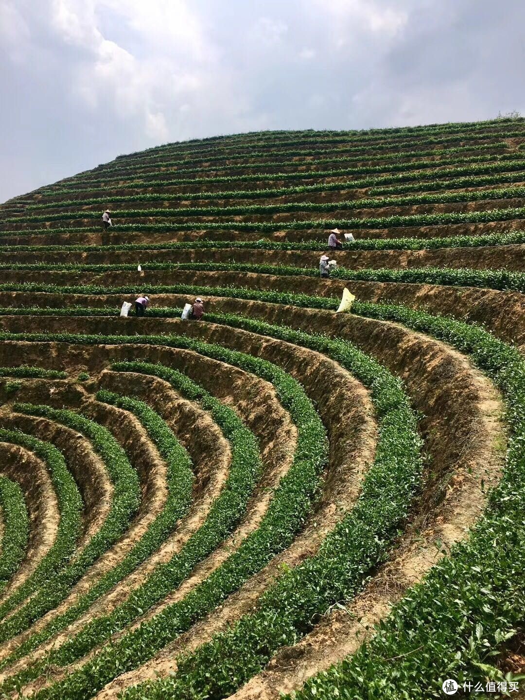 寒露出好茶，指的是什么茶？