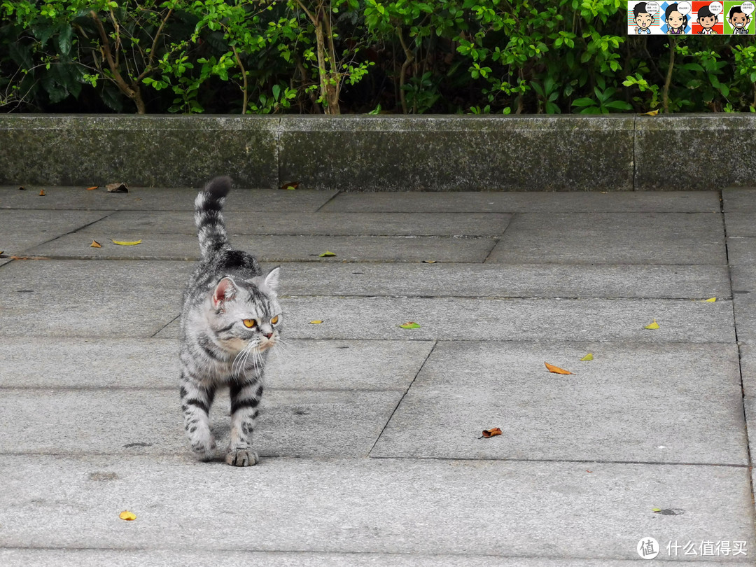 一只黑白相间的喵星人迈着优雅的猫步在山顶招摇过市，