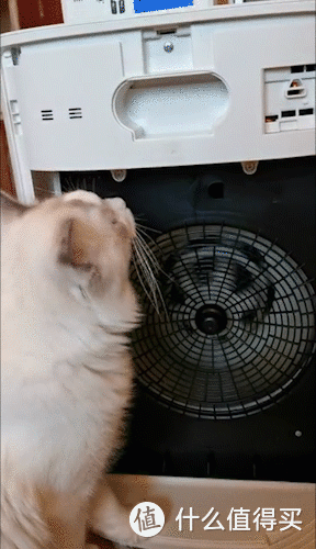 盘点身价十万的猫星人都在用什么小家电，一台空气净化器远远不够
