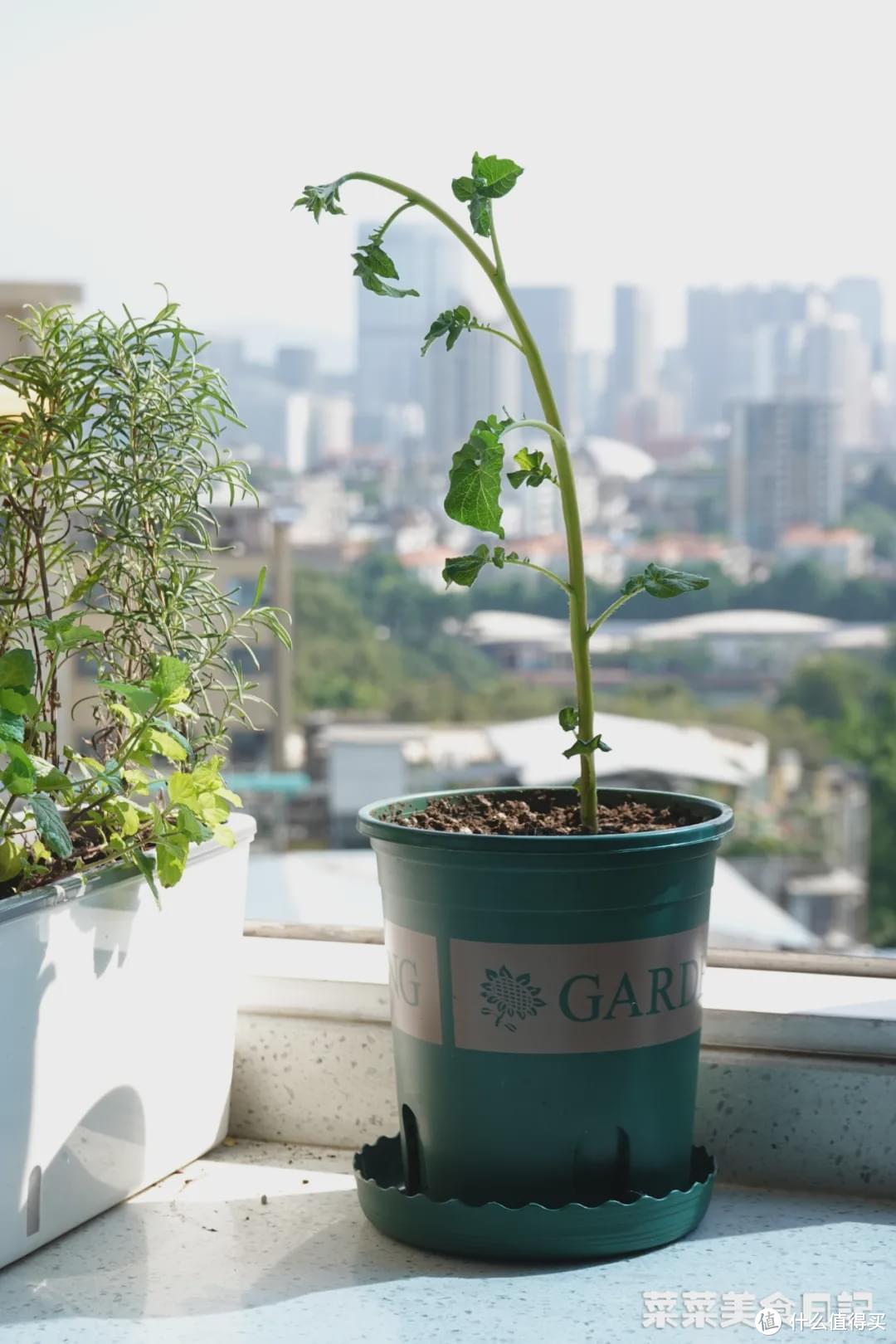 火遍全网的土豆新吃法！随手一做香绝了，简单到偷笑