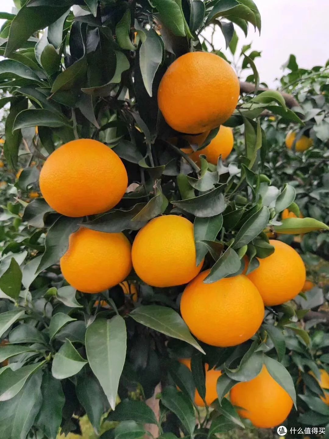 爱媛38号果冻橙：可以吸着吃的神仙橙